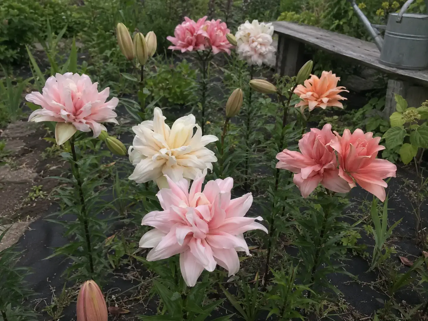 Лілія Marshmallow