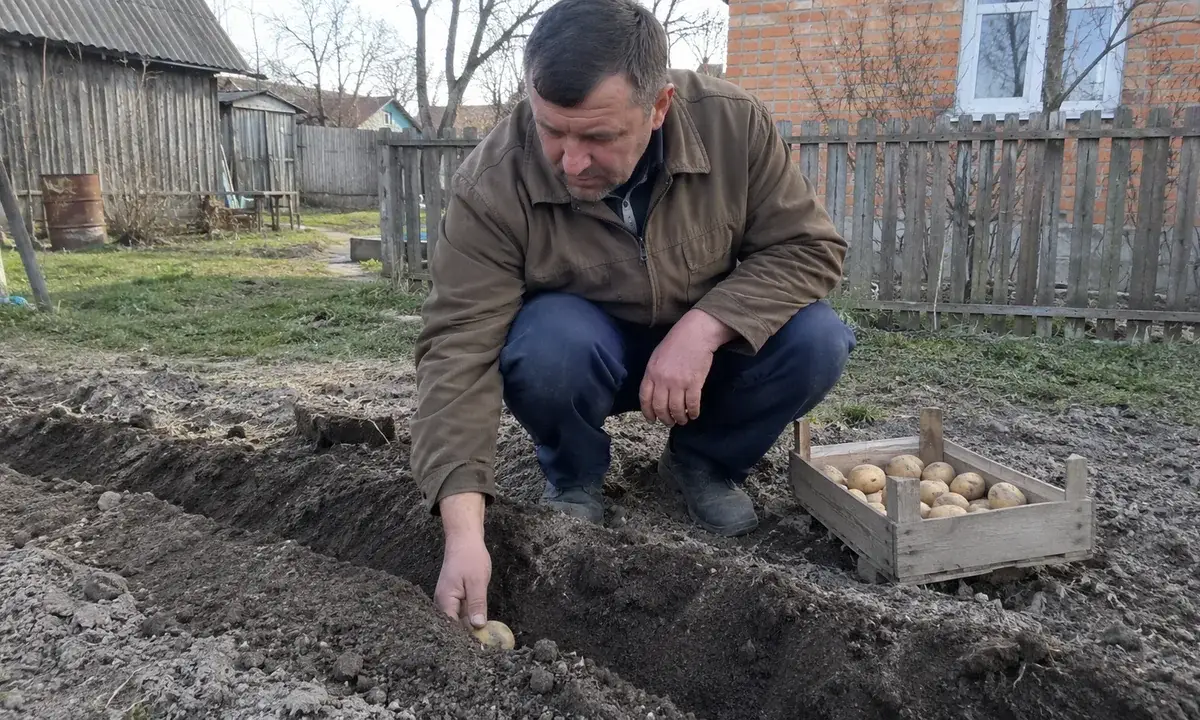 Осіння посадка картоплі до морозів